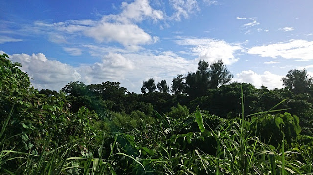 シムクガマの森の写真