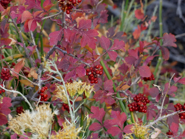 003: red leaves and redder berries