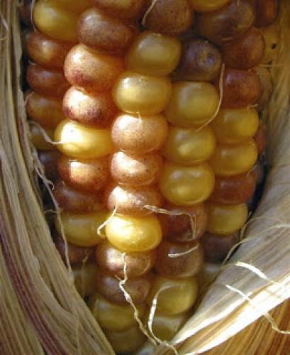 Us Doe To Invest 250 Million In New Biofuels Research Centers