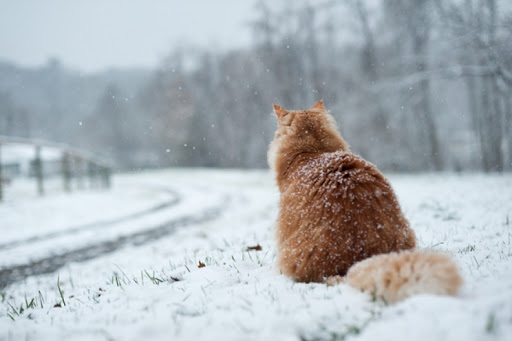 free,wallpapers,winter,snow,cat,