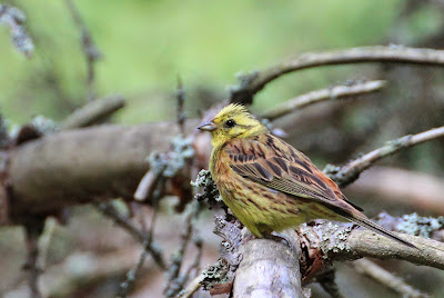 Gielfink - Geelgors - Emberiza citrinella