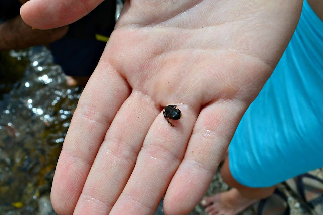 Guyane, club de plongée sous marine, crique crabe