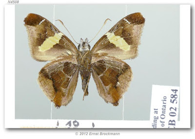 Mariposa saltarina franja amarilla (Oechydrus chersis)