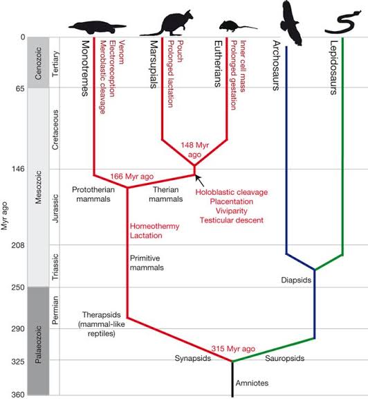Info Hewan  Tumbuhan Prasejarah Monotremata  ordo  mamalia  