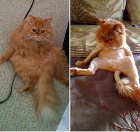 Funny cats - part 88 (40 pics + 10 gifs), cat before and after shaving
