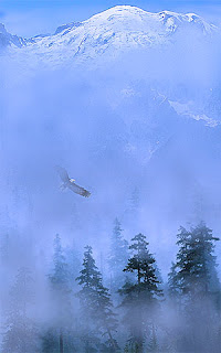 Eagle Flight over Mountain Trees in Mist