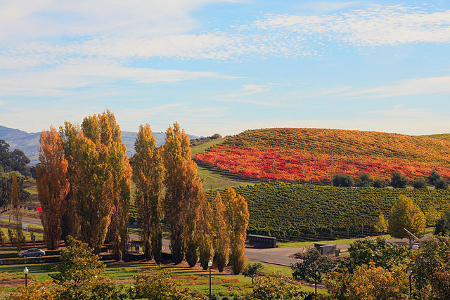 Napa Valley 