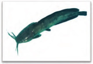 Ikan lele lokal (Clarias batrachus)