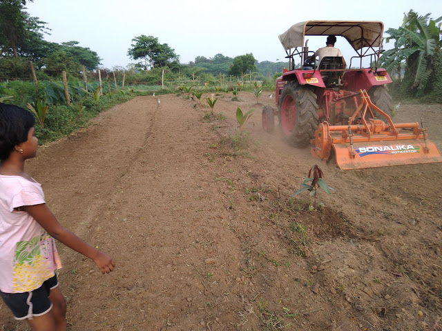 Tractor preparing the Coconut fields for proper weed managment