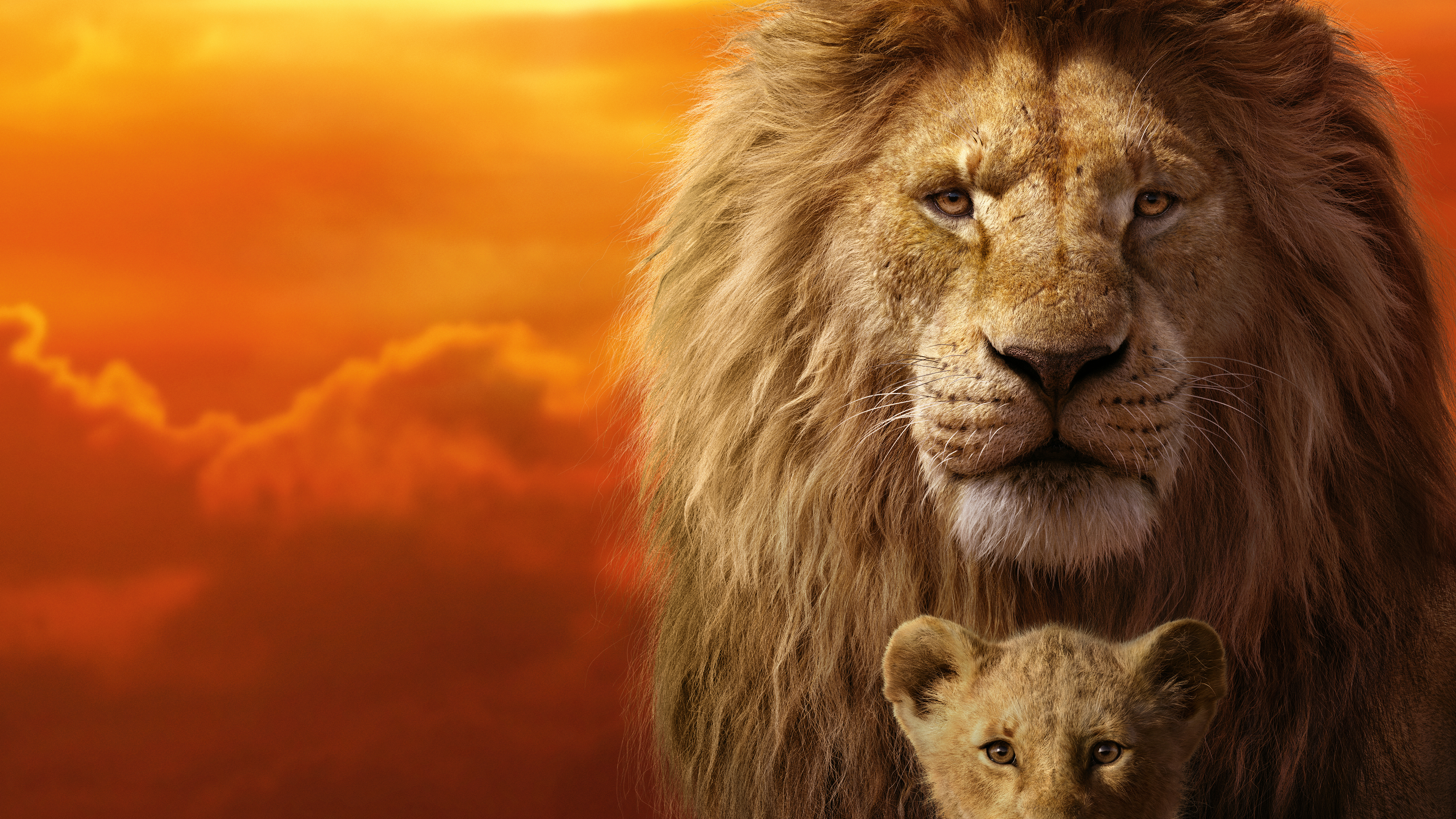 The Lion King 19 Mufasa Simba 8k Wallpaper 12