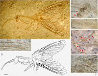 http://sciencythoughts.blogspot.co.uk/2014/05/a-new-species-of-snakefly-from-middle.html