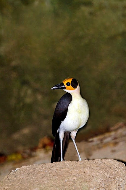 Foto: aves del Valle del Cauca colombia