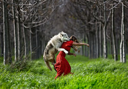 Caperucita es atacada por el lobo by Shlomi Nissim | clic para ampliar esta imagen