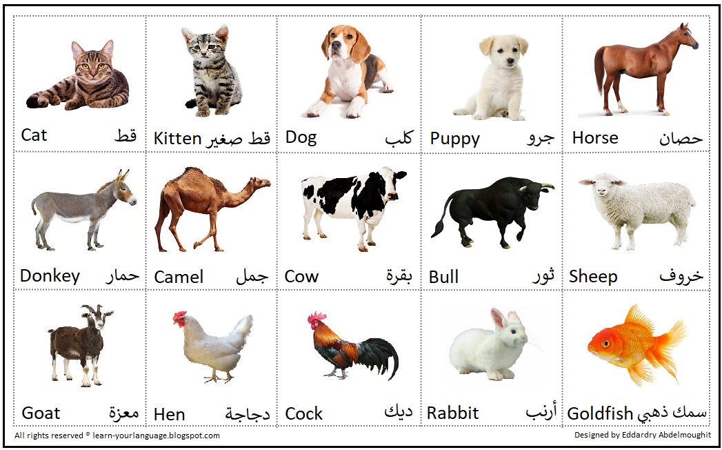 83 إسم من اسماء الحيوانات بالانجليزي مع الصور تعلم لغتك