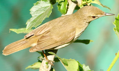 "The Blyth's Reed Warbler is an insectivorous bird of the Acrocephalidae family. It is a migratory bird that spends the winter in southern Asia and Africa after breeding in northern Asia."