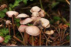 IMG_7911