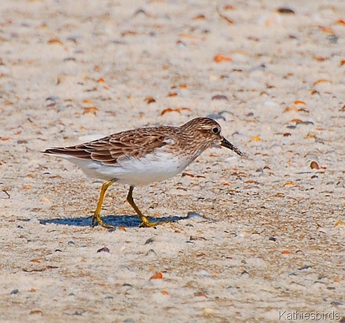 12. least sandpiper-kab