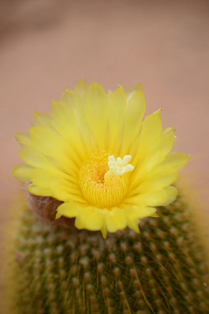 Notocactus leninghausii, cactus, desert garden, arizona garden, small sunny garden, cactus flower, amy myers