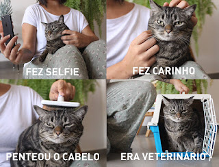 Chico é um famoso gato conhecido pelo perfil no facebook : Cansei de ser gato, Chico, tem pelagem cinza com algumas listras pretas verticais na cabeça e horizontais ao longo do corpo, é gordinho, e está sempre com os olhos quase fechados, não se sabe se é de sono ou farto, tipo: de saco cheio.  Título da composição de quatro fotos dispostas em duas linhas e duas colunas: e eu achando que sábado era dia de alegria...ledo engano!Linha 1: Chico deitado no colo de uma mulher que o afaga no pescoço com a mão esquerda e com a outra segura o celular em frente a carinha do bichano. Abaixo lê-se: fez selfie; em foco, a carinha do Chico sendo afagado. Abaixo: fez carinho.Linha 2: Chico sendo escovado na cabeça. Abaixo: Penteou o cabelo; à esquerda, mulher agachada e com a mão esquerda segura alça de uma caixa de transporte com a porta de grade ainda aberta, dentro, o Chico. Abaixo: Era veterinário.   