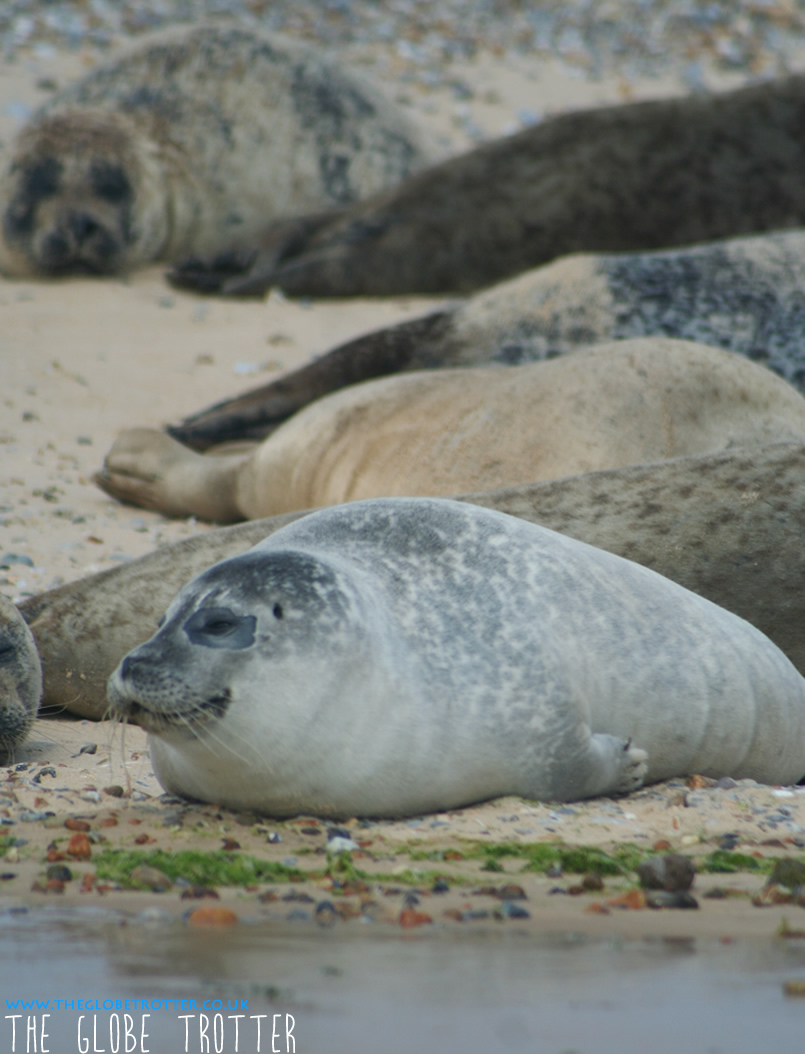 Seal watching at Blakeney Point Norfolk