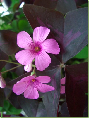 Oxalis 006