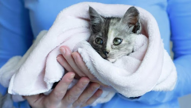 How can a dying kitten be saved