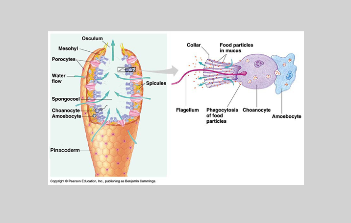  Porifera  Pengertian Ciri Struktur  Tubuh  Klasifikasi 