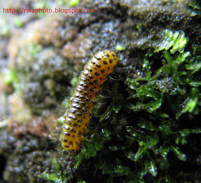 yellow black and white caterpillar. yellow black and white