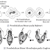 Pembelahan Amitosis Mitosis Dan Meiosis Pada Makhluk Hidup