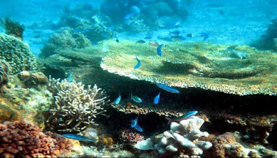 Snorkeling Pantai Tanjung Pasir