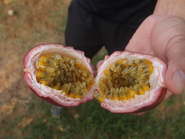 passion fruit