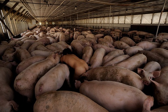 うつぼ速報 養豚場で豚に混じって這う女性の写真
