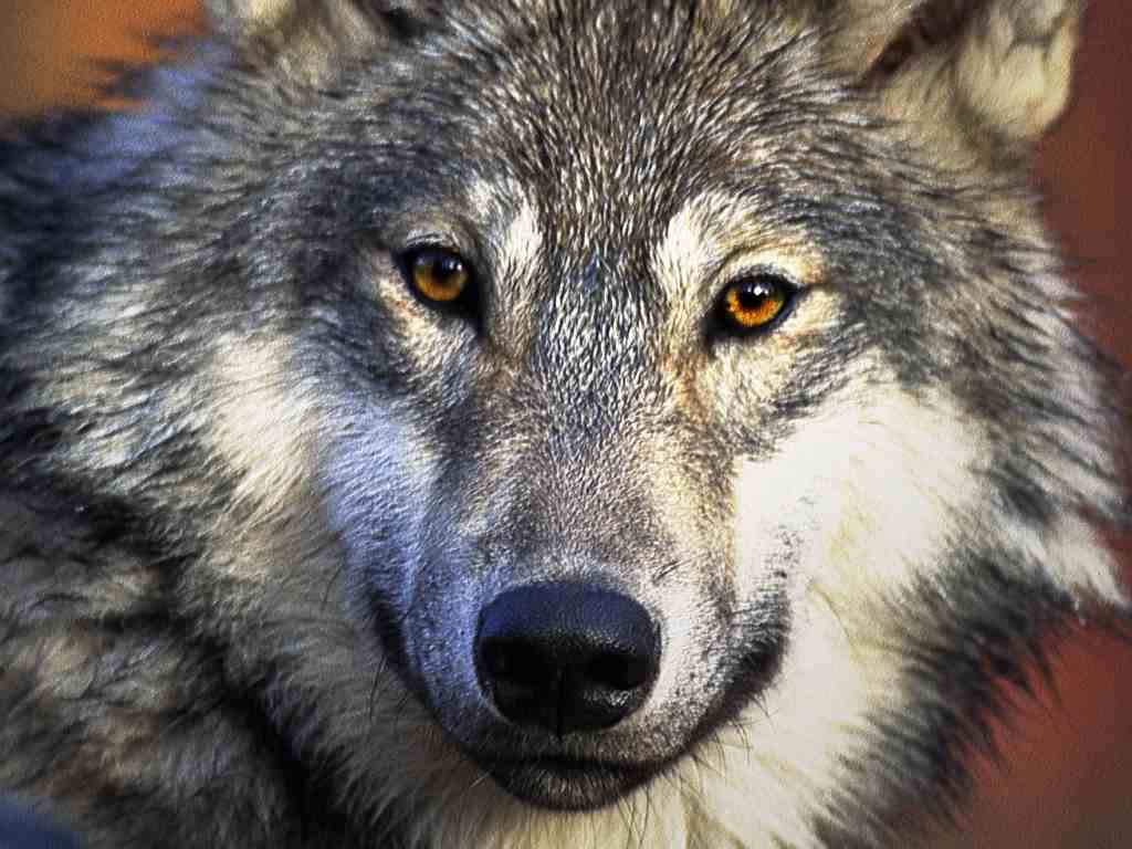 Wolf Wallpaper