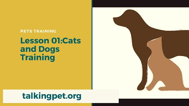 Cat And Dog Training