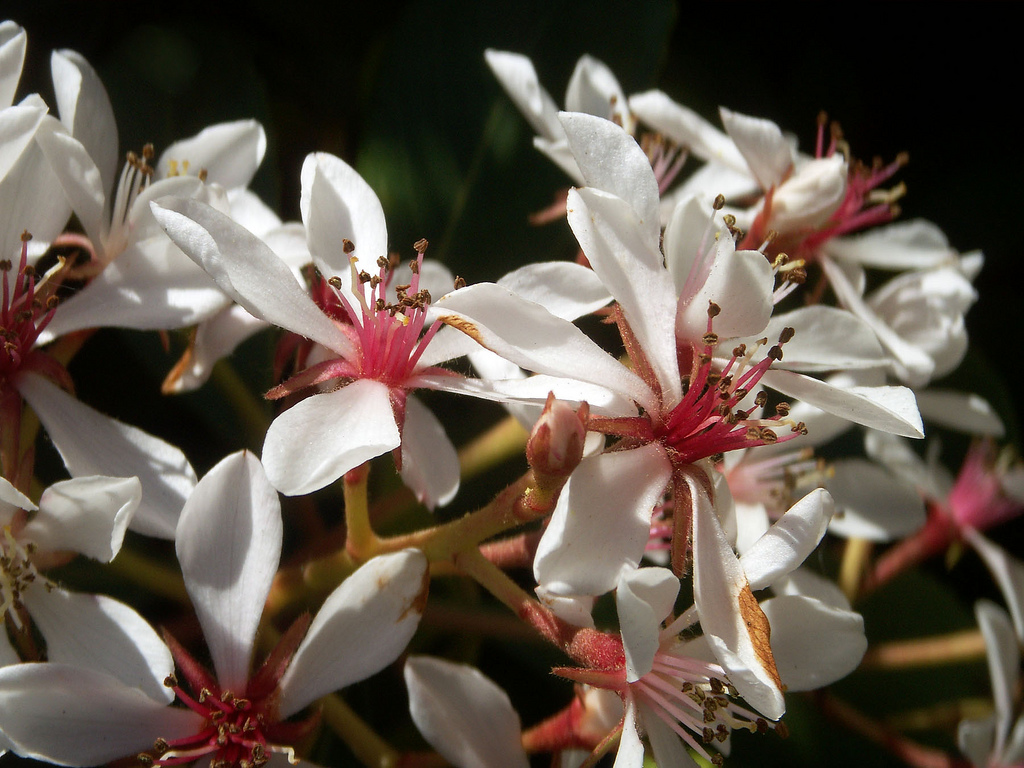 LA White Flowers, Macro