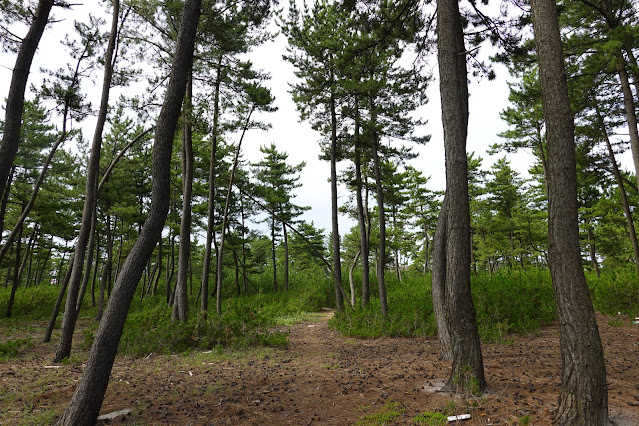 鳥取県米子市両三柳　松林