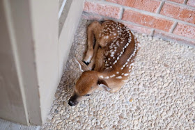 Funny animals of the week - 9 May 2014 (40 pics), cute animals, animal photos, cute baby deer