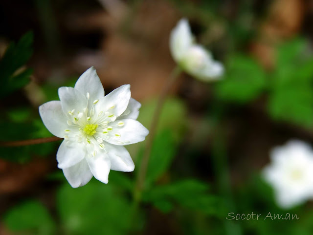 Anemone flaccida