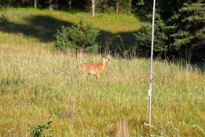 still spotted whitetail fawn