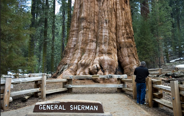 POHON GENERAL SHERMAN