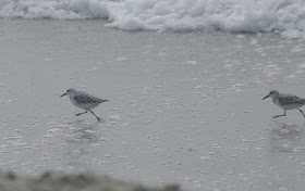 Sanderling (Calidris alba) 