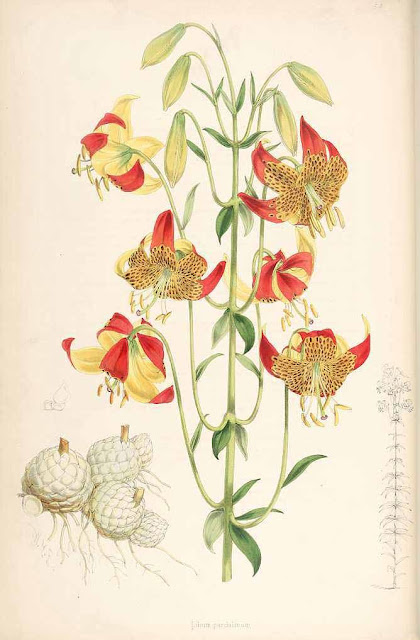 Лилия леопардовая (Lilium pardalinum)