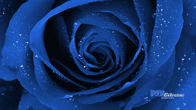 Blue Roses