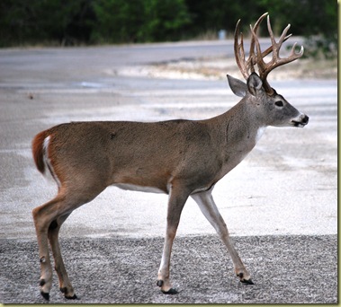 Buck - Big 0