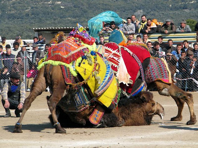 Camel Wrestling