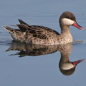 pato pico fino Anas eryhtrorhyncha