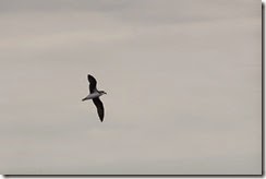 Fea's Petrel