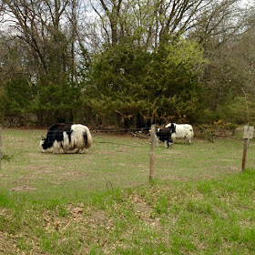 neighbor's yaks where they belong, behind a fence