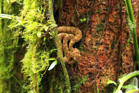 Serpiente en Costa Rica
