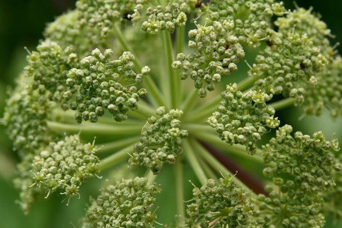 Health purposes of Angelica herb in treatment of health problems and diseases.